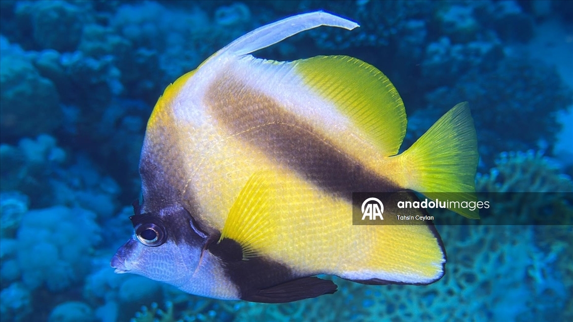 Akıllı cihazlar sualtı fotoğrafçılığında yeni bir dönemi başlattı