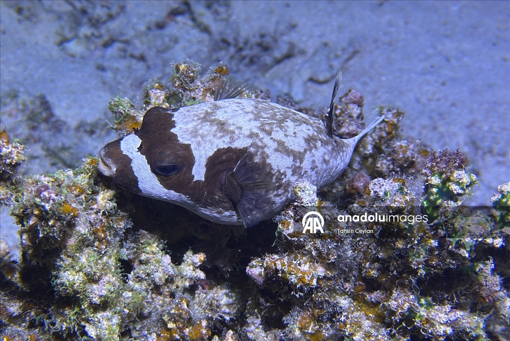 Akıllı cihazlar sualtı fotoğrafçılığında yeni bir dönemi başlattı