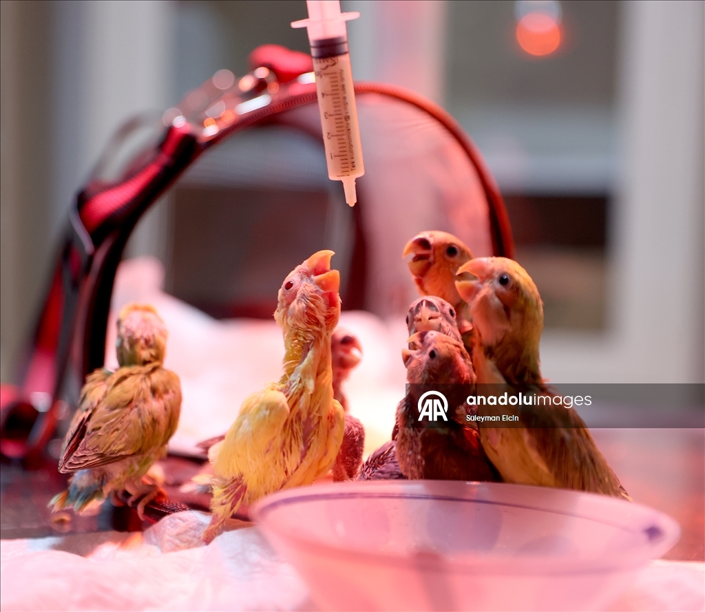 El konulan cennet papağanı yavrularına doğal yaşam parkında özenle bakılıyor