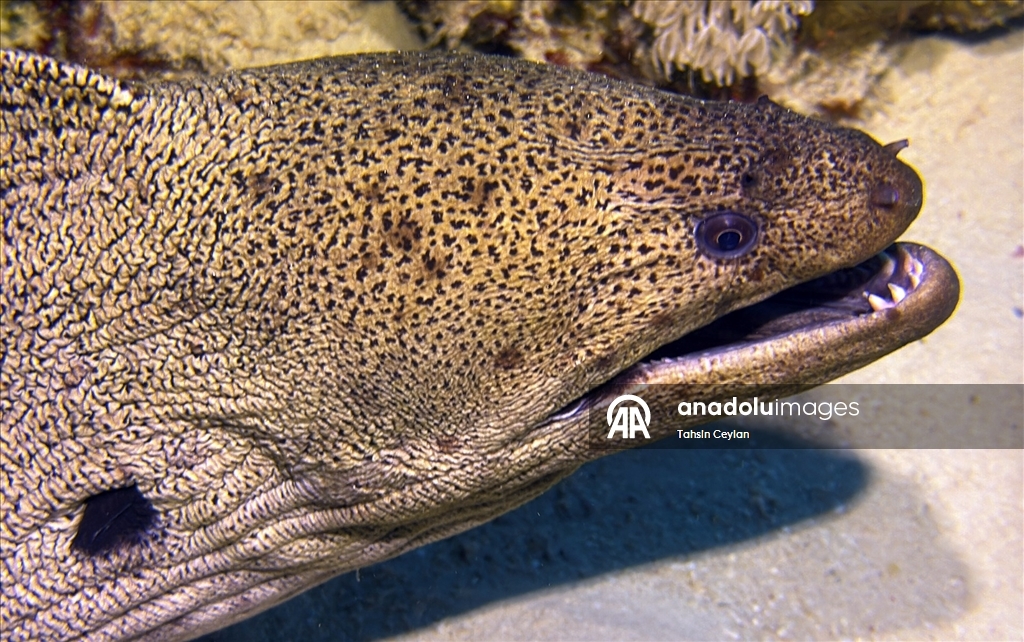 Akıllı cihazlar sualtı fotoğrafçılığında yeni bir dönemi başlattı