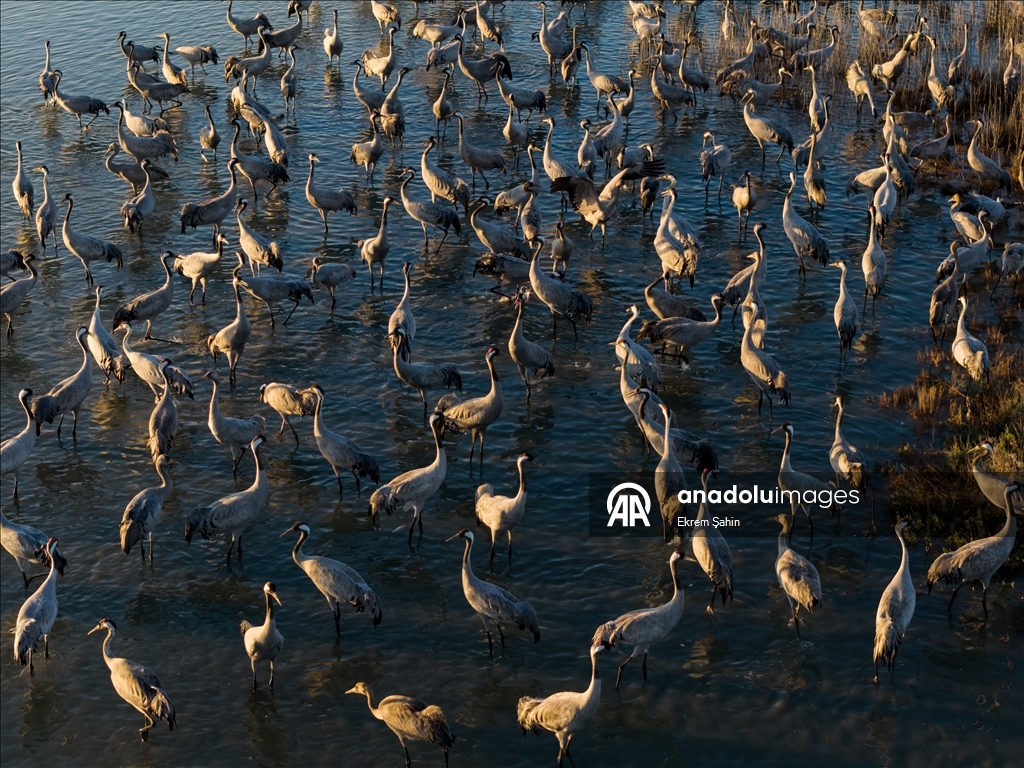 Adana’daki lagünlerde kalan flamingolar sulak alanları mesken tuttu