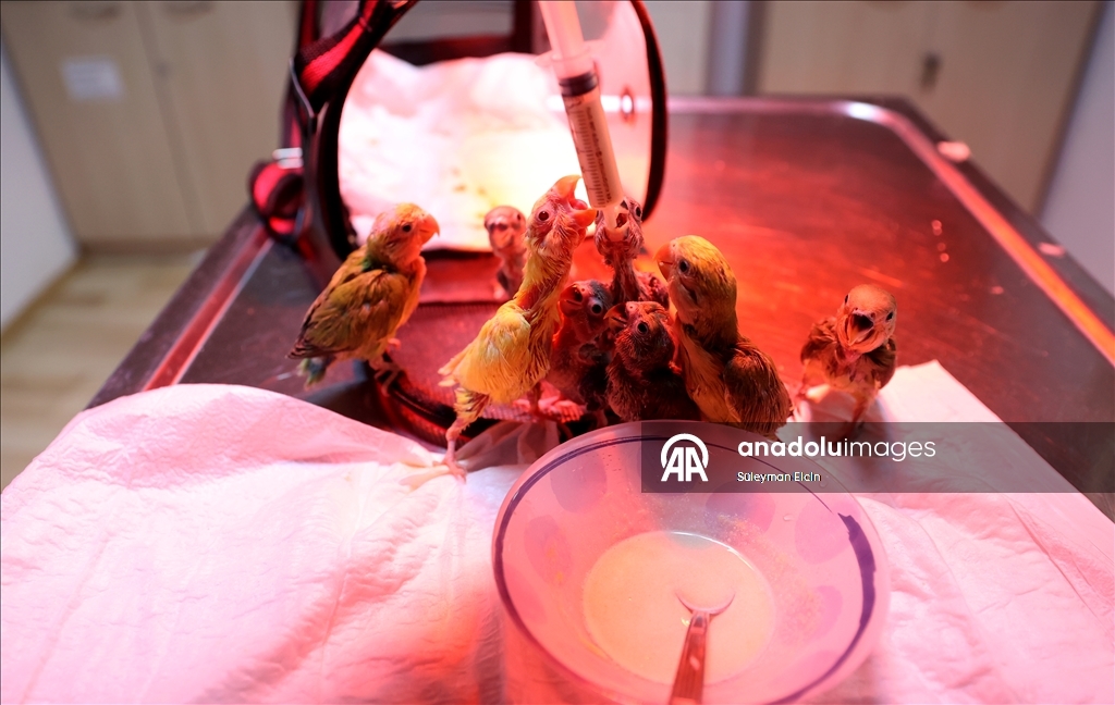 El konulan cennet papağanı yavrularına doğal yaşam parkında özenle bakılıyor