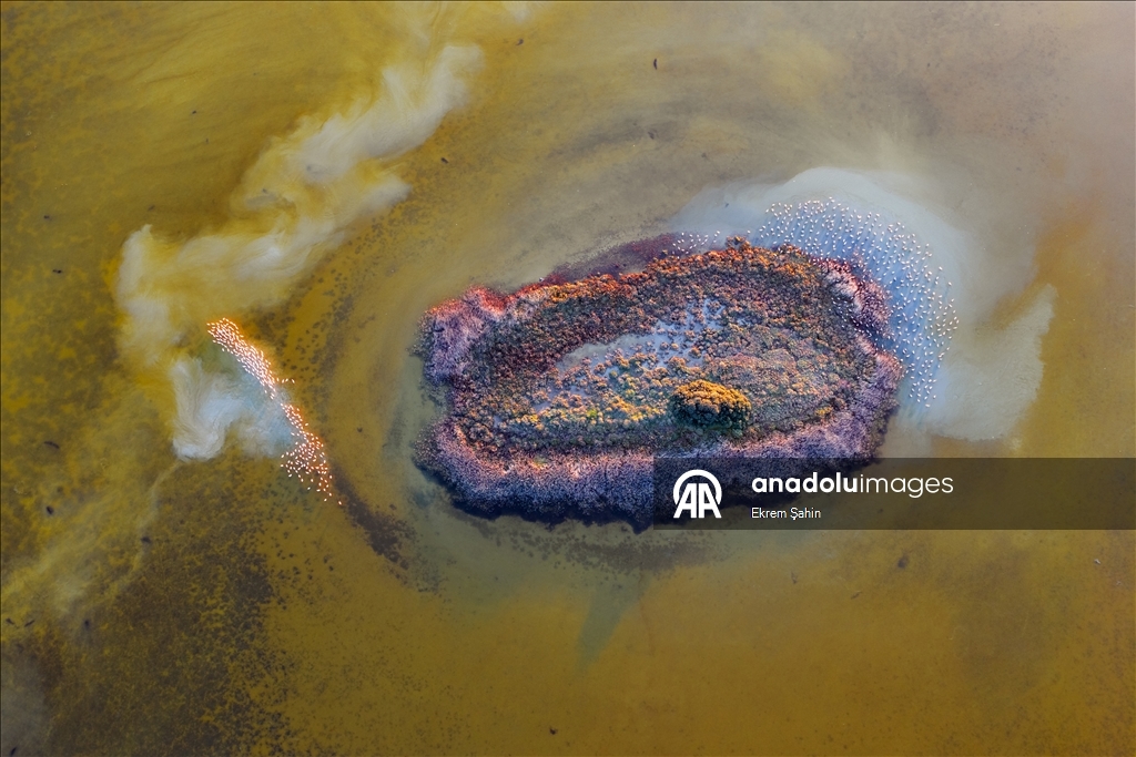 Adana’daki lagünlerde kalan flamingolar sulak alanları mesken tuttu