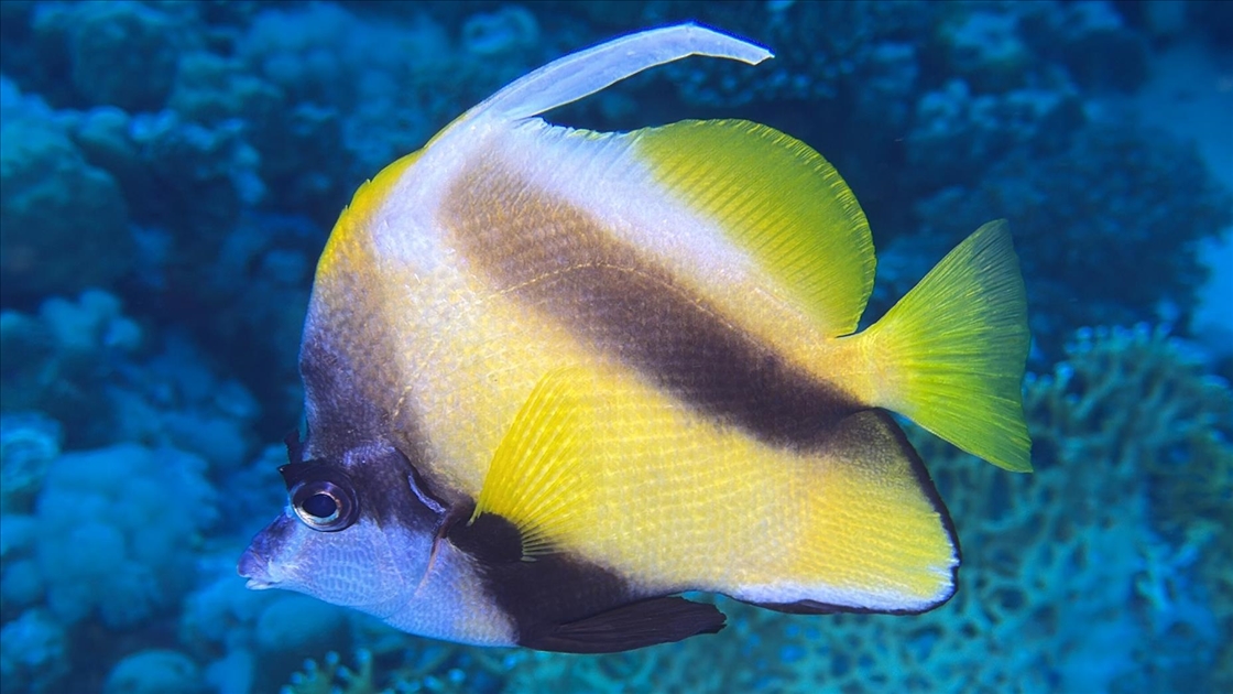 Akıllı cihazlar sualtı fotoğrafçılığında yeni bir dönemi başlattı
