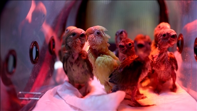 El konulan cennet papağanı yavrularına doğal yaşam parkında özenle bakılıyor