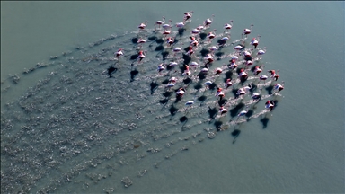 Adana’daki lagünlerde kalan flamingolar sulak alanları mesken tuttu