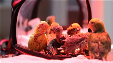 Rescued baby lovebirds in Turkish Riviera on road to recovery