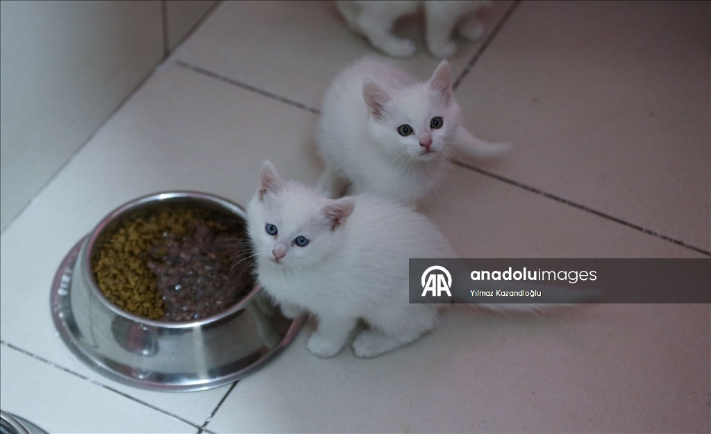 У ванских кошек в этом году родились 120 котят