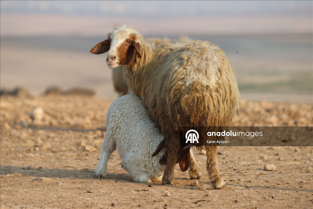 Türkiye'nin dev işletmesinde 60 bin kuzu dünyaya geldi