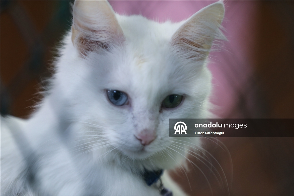 У ванских кошек в этом году родились 120 котят