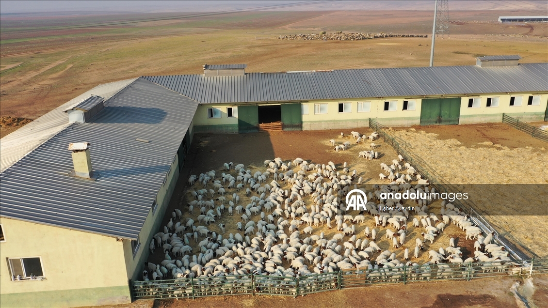 Türkiye'nin dev işletmesinde 60 bin kuzu dünyaya geldi