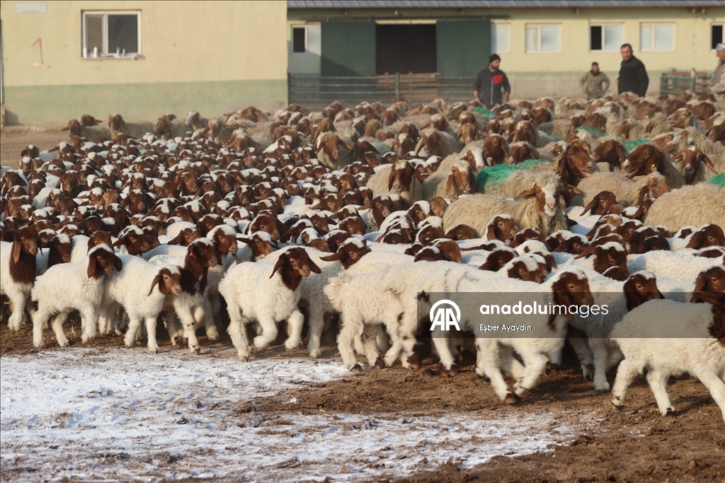 Türkiye'nin dev işletmesinde 60 bin kuzu dünyaya geldi