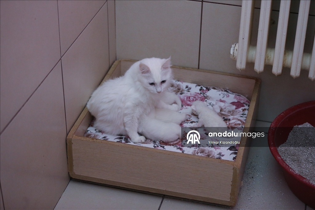 У ванских кошек в этом году родились 120 котят