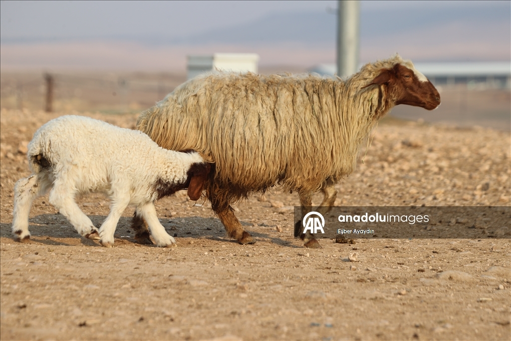 Türkiye'nin dev işletmesinde 60 bin kuzu dünyaya geldi