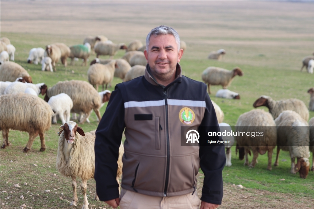 Türkiye'nin dev işletmesinde 60 bin kuzu dünyaya geldi