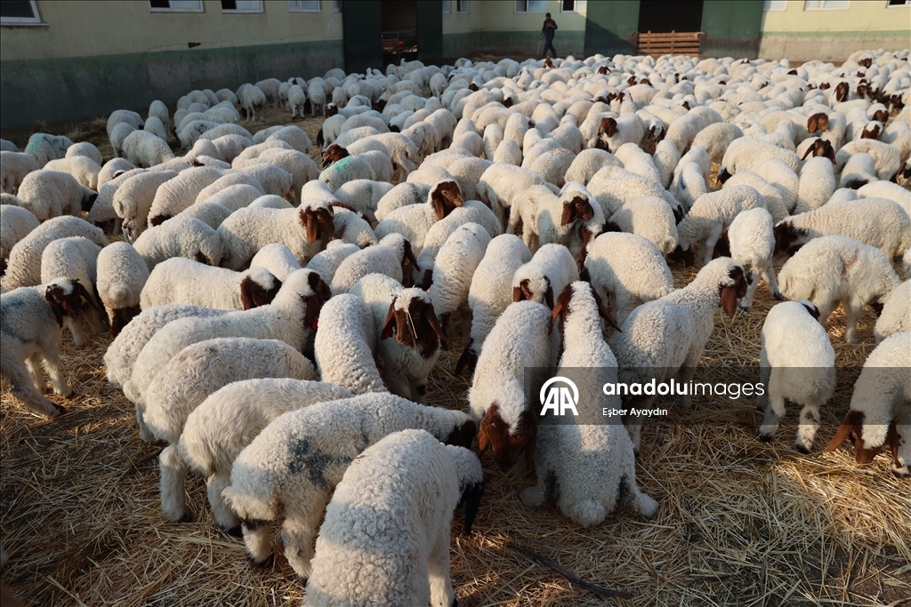 Türkiye'nin dev işletmesinde 60 bin kuzu dünyaya geldi
