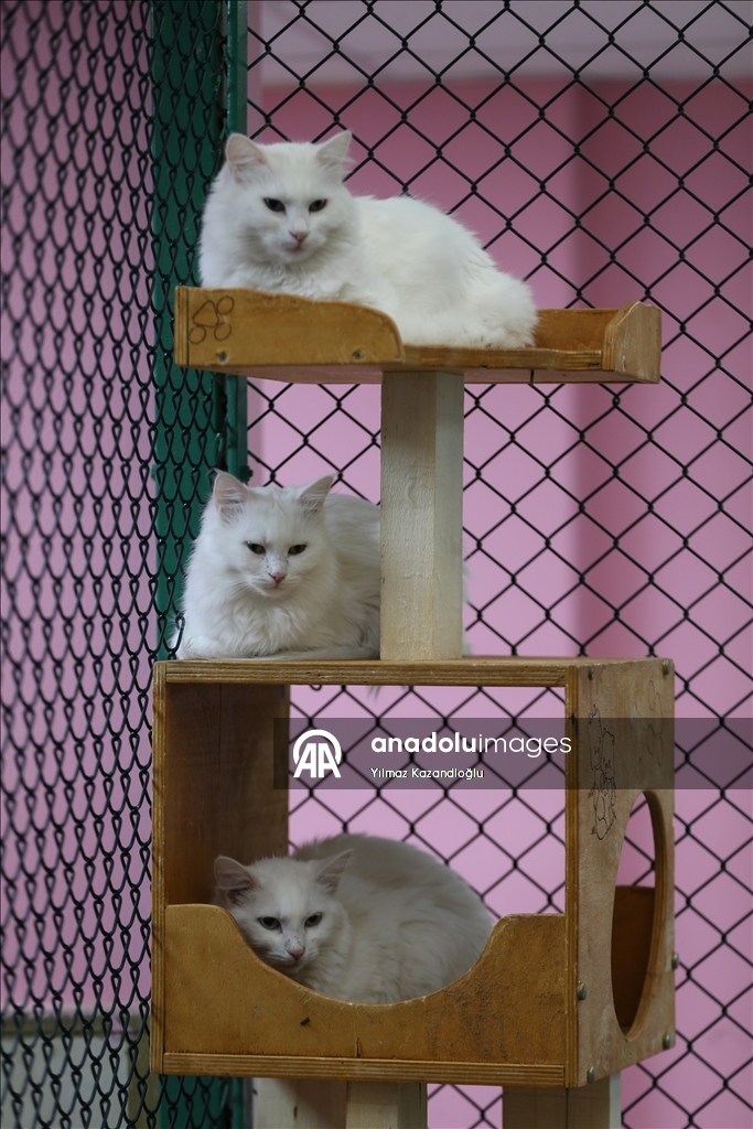 У ванских кошек в этом году родились 120 котят