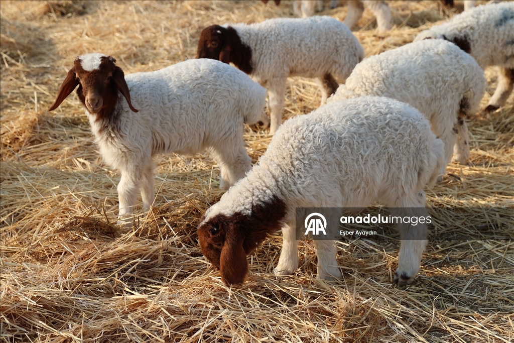 Türkiye'nin dev işletmesinde 60 bin kuzu dünyaya geldi
