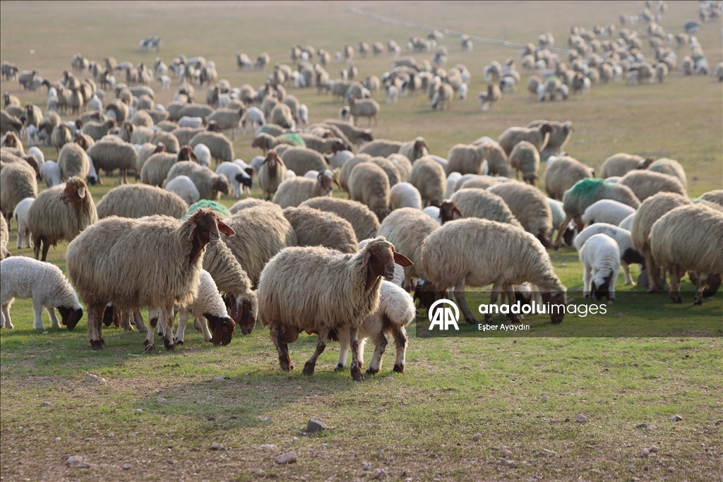 Türkiye'nin dev işletmesinde 60 bin kuzu dünyaya geldi