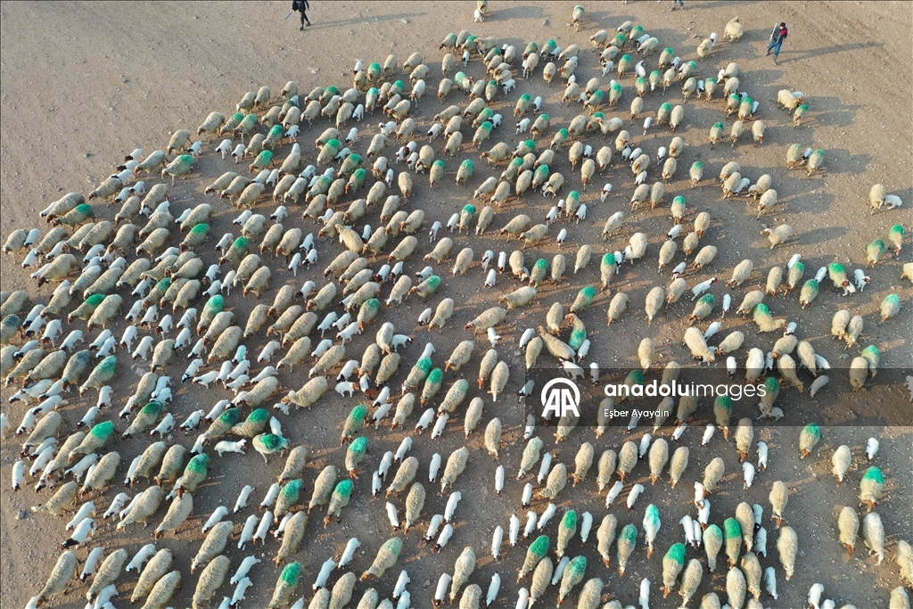 Türkiye'nin dev işletmesinde 60 bin kuzu dünyaya geldi