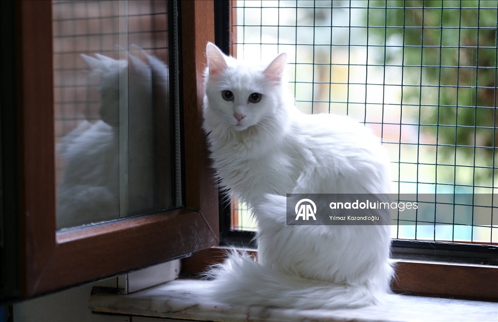 У ванских кошек в этом году родились 120 котят