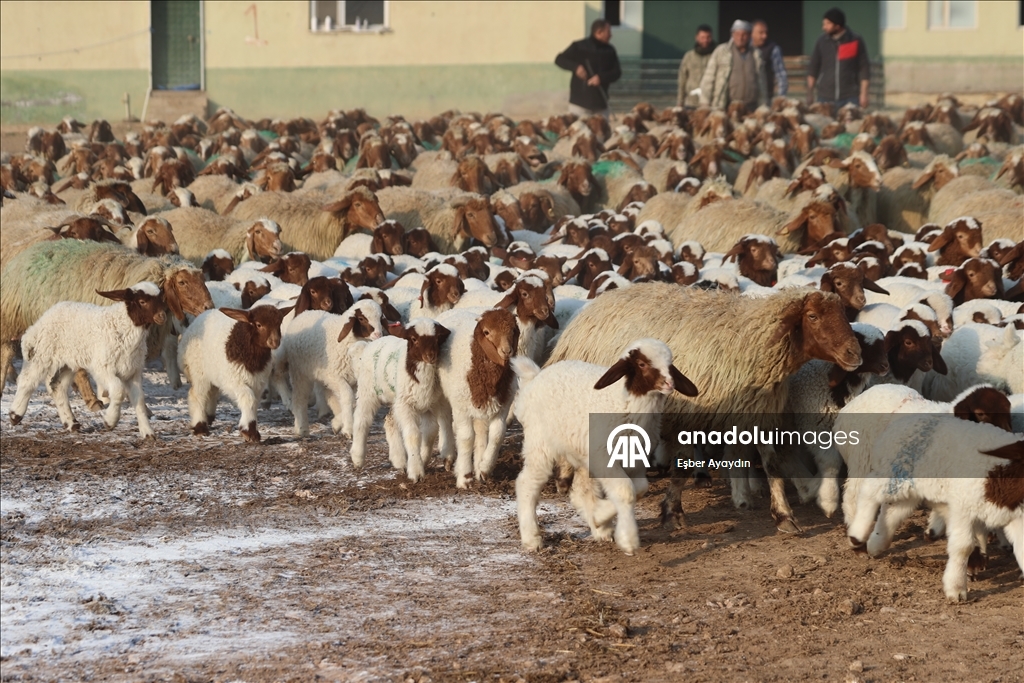 Türkiye'nin dev işletmesinde 60 bin kuzu dünyaya geldi