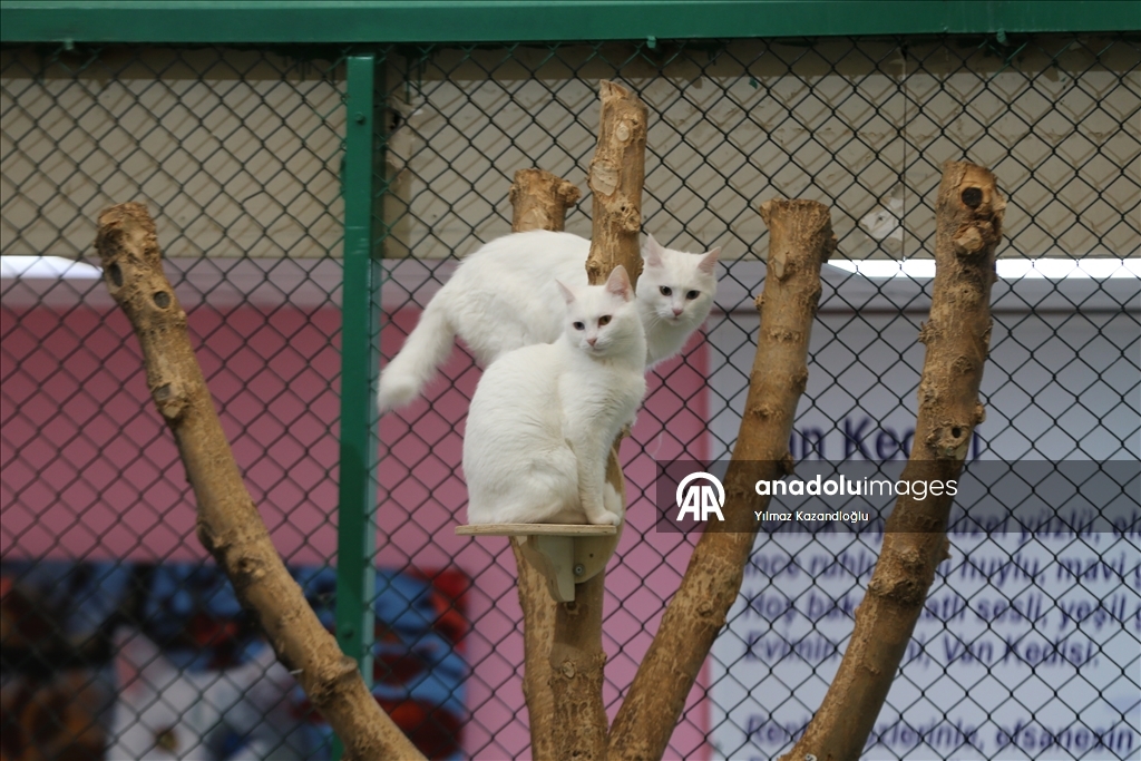 У ванских кошек в этом году родились 120 котят