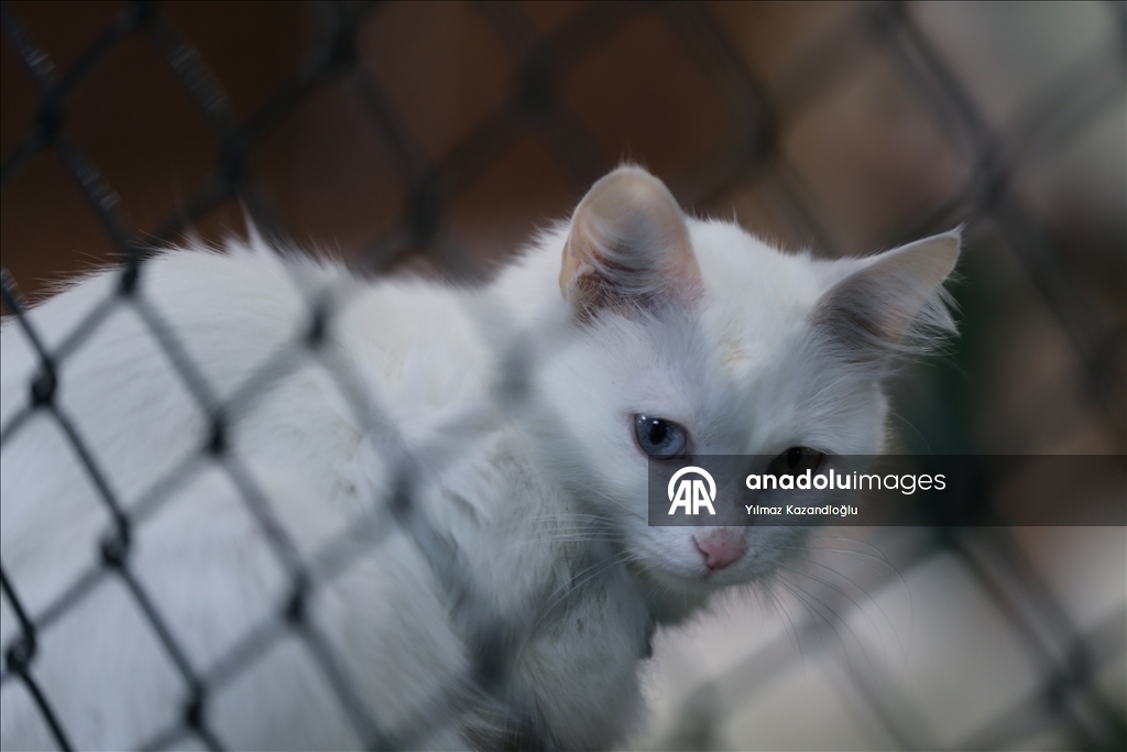 У ванских кошек в этом году родились 120 котят