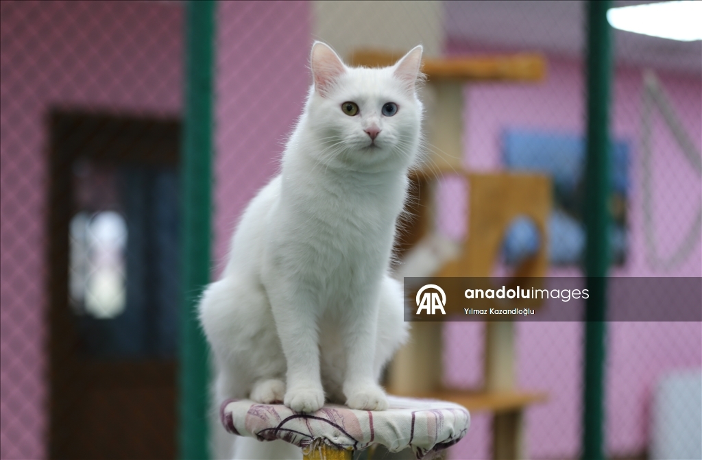 У ванских кошек в этом году родились 120 котят