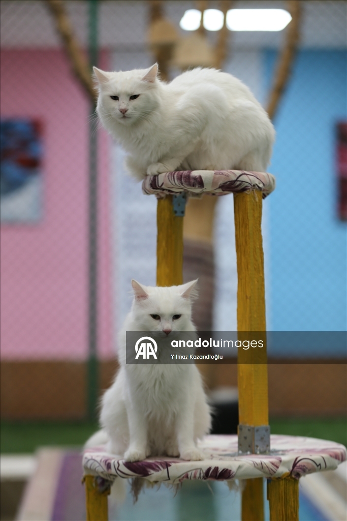 У ванских кошек в этом году родились 120 котят