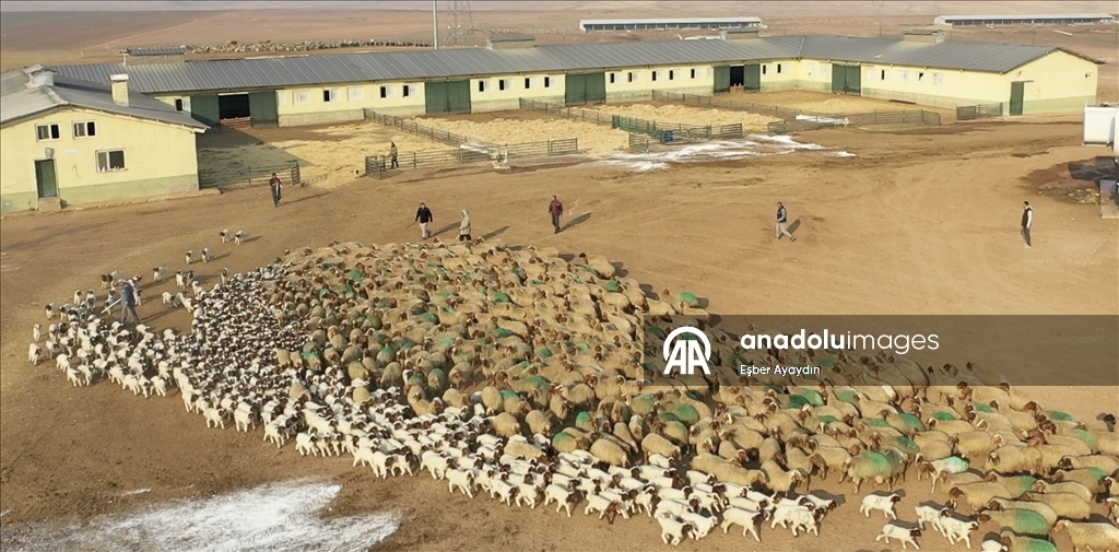 Türkiye'nin dev işletmesinde 60 bin kuzu dünyaya geldi