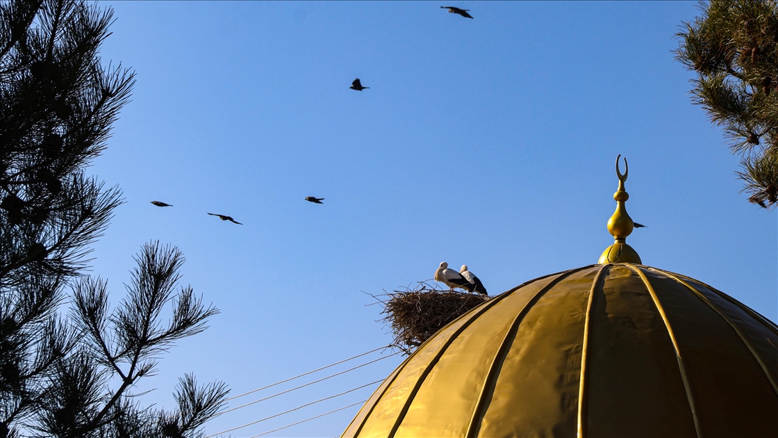 Küresel ısınma Iğdır'daki leyleklerin göç alışkanlığını değiştirdi