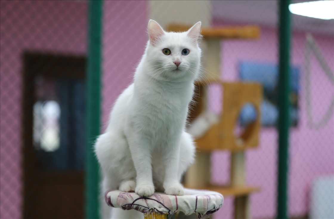 У ванских кошек в этом году родились 120 котят