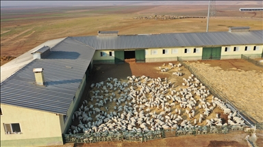 Türkiye'nin dev işletmesinde 60 bin kuzu dünyaya geldi