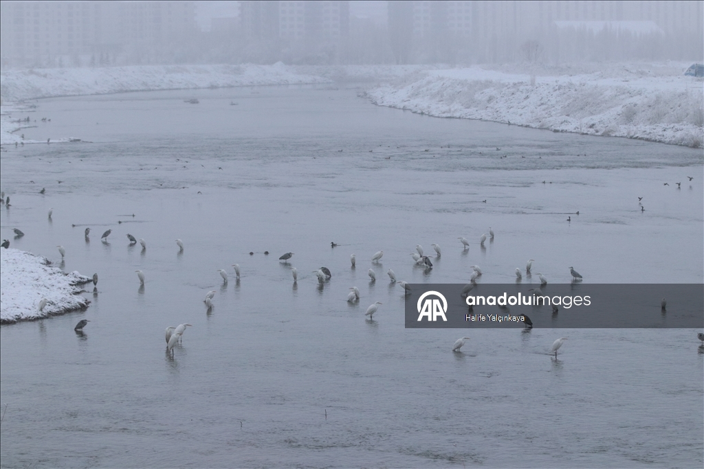 Sivas'ta kar yağışı etkili oluyor