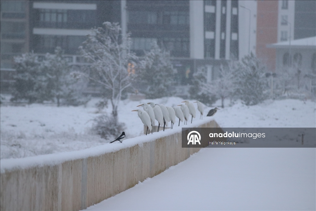 Sivas'ta kar yağışı etkili oluyor