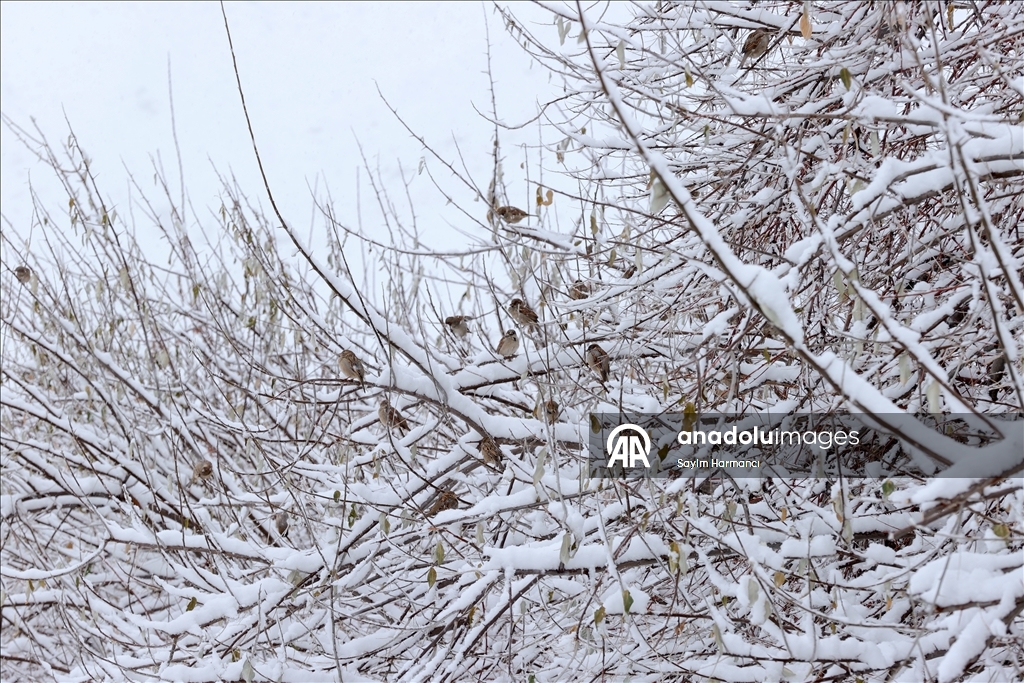 Hakkari'de kar etkili oldu