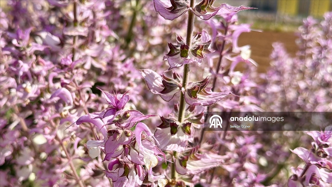 Kırşehir'de yetiştirilen 65 tür tıbbi aromatik bitkinin çiftçilere alternatif ürün olması hedefleniyor