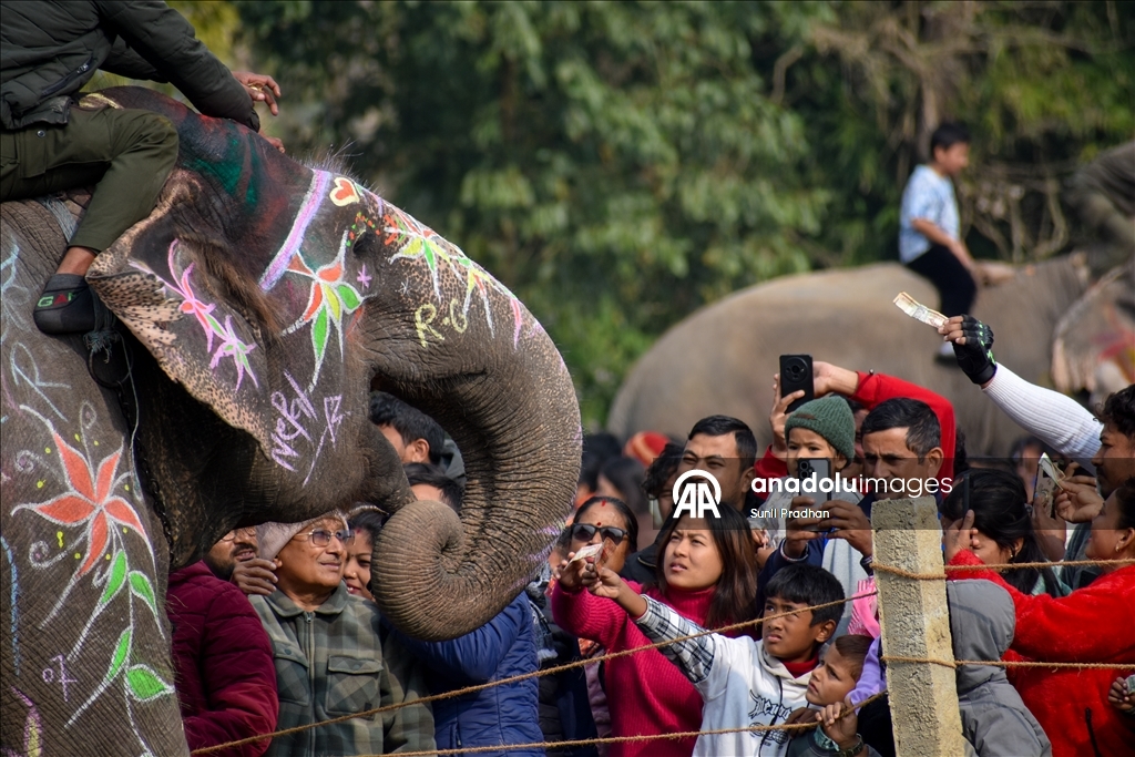 В Непале проводится «Конкурс красоты слонов»