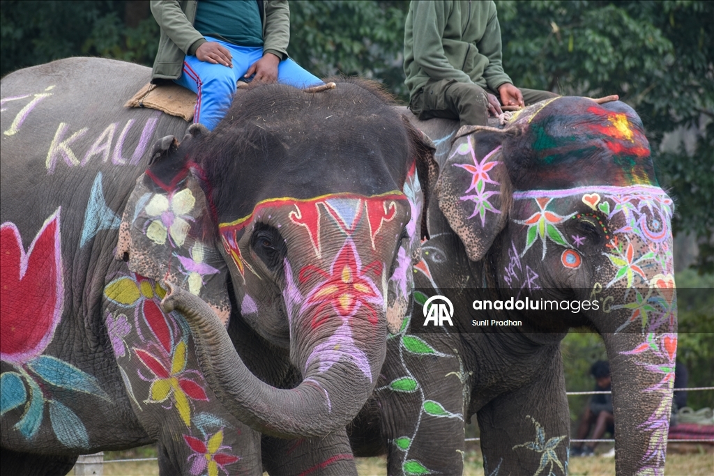 В Непале проводится «Конкурс красоты слонов»