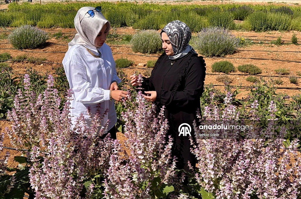 Kırşehir'de yetiştirilen 65 tür tıbbi aromatik bitkinin çiftçilere alternatif ürün olması hedefleniyor