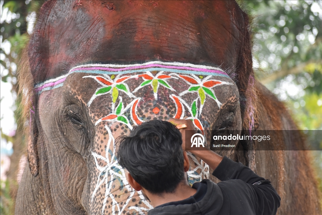 В Непале проводится «Конкурс красоты слонов»