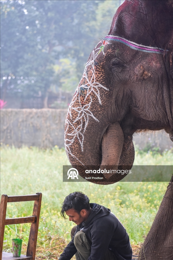 В Непале проводится «Конкурс красоты слонов»