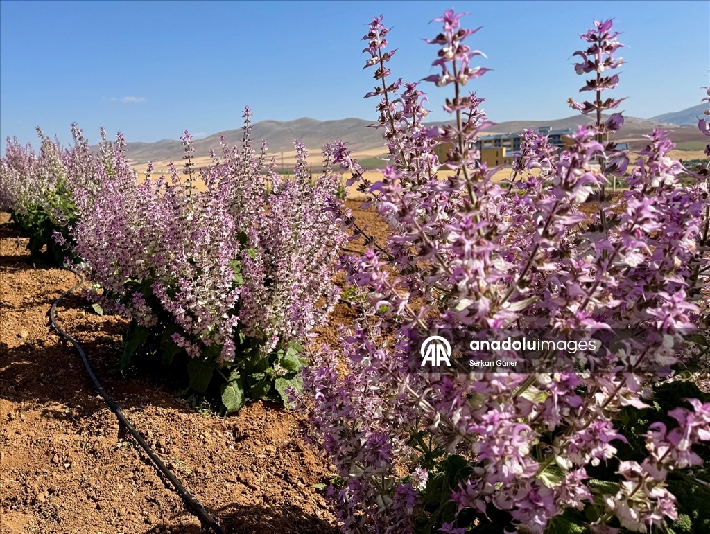 Kırşehir'de yetiştirilen 65 tür tıbbi aromatik bitkinin çiftçilere alternatif ürün olması hedefleniyor