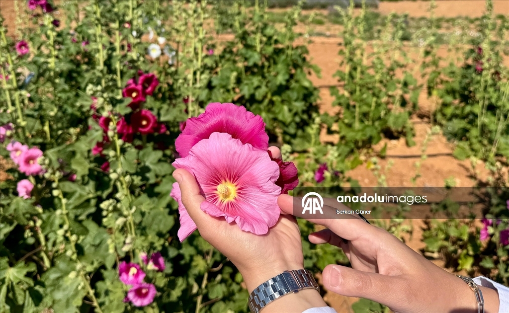 Kırşehir'de yetiştirilen 65 tür tıbbi aromatik bitkinin çiftçilere alternatif ürün olması hedefleniyor