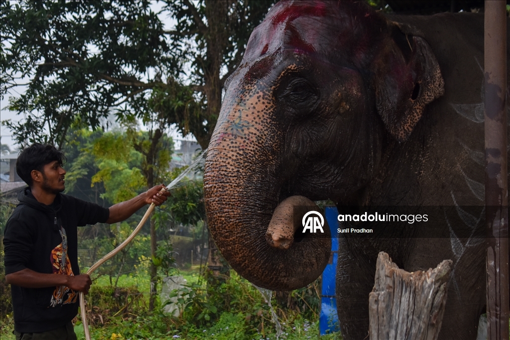 В Непале проводится «Конкурс красоты слонов»