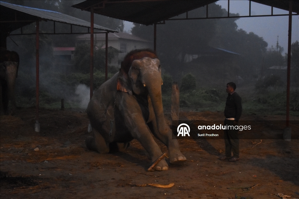 В Непале проводится «Конкурс красоты слонов»