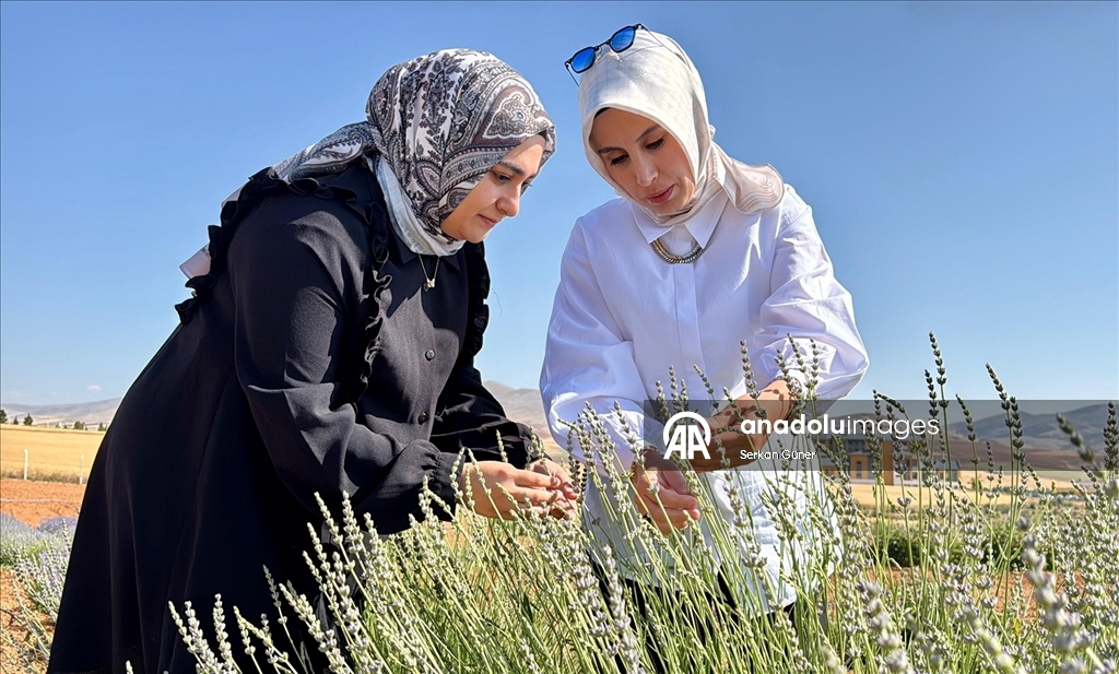 Kırşehir'de yetiştirilen 65 tür tıbbi aromatik bitkinin çiftçilere alternatif ürün olması hedefleniyor