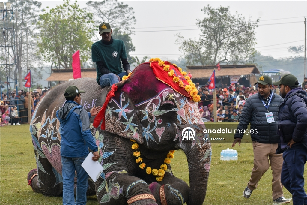 В Непале проводится «Конкурс красоты слонов»