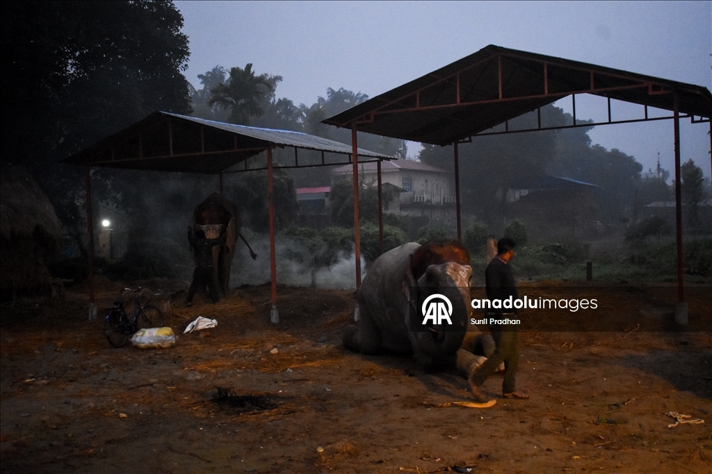 В Непале проводится «Конкурс красоты слонов»